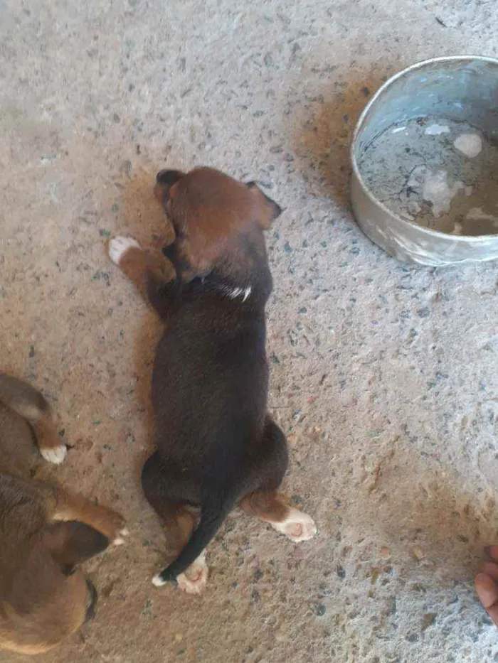 Cachorro ra a Vira lata idade 2 a 6 meses nome Não tem ainda