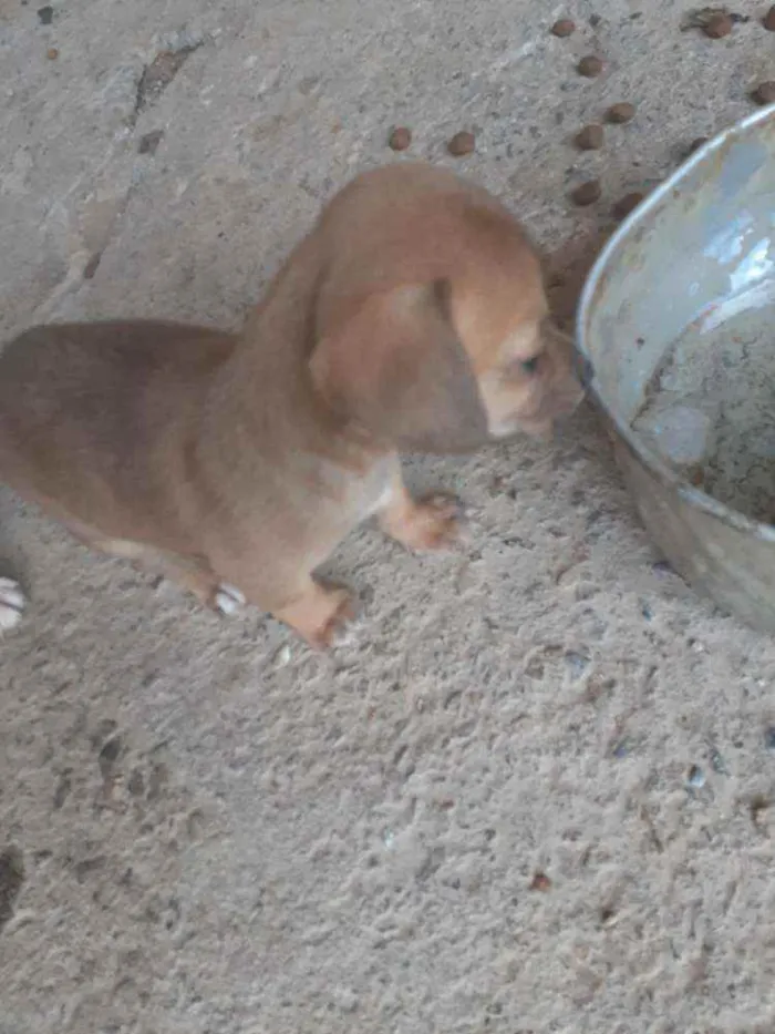 Cachorro ra a Vira lata idade 2 a 6 meses nome Não tem ainda