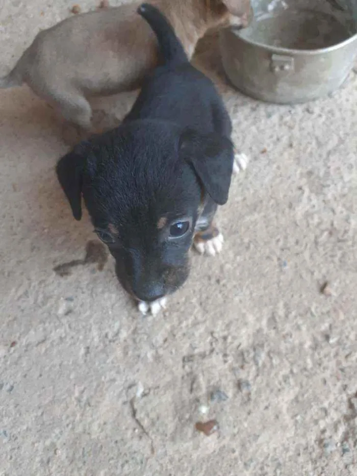 Cachorro ra a Vira lata idade 2 a 6 meses nome Não tem ainda