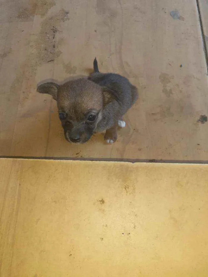 Cachorro ra a Vira lata idade 2 a 6 meses nome Não tem ainda