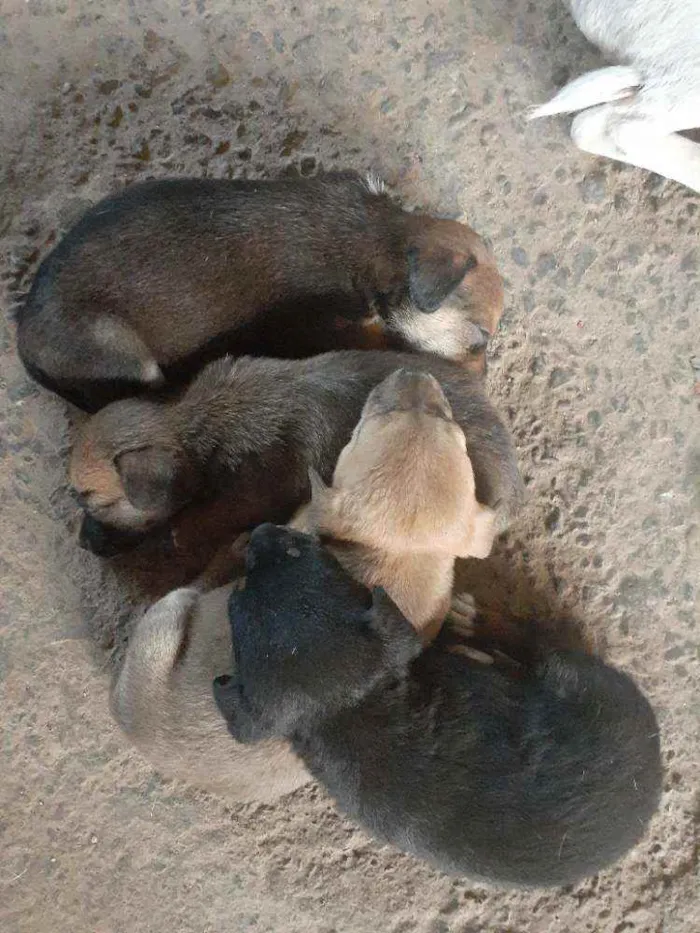 Cachorro ra a Vira lata idade 2 a 6 meses nome Não tem ainda