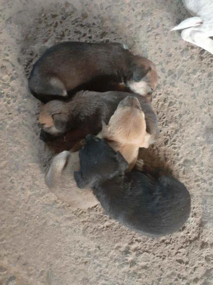 Cachorro ra a Vira lata idade 2 a 6 meses nome Não tem ainda