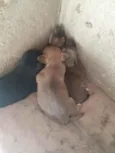 Não tem ainda