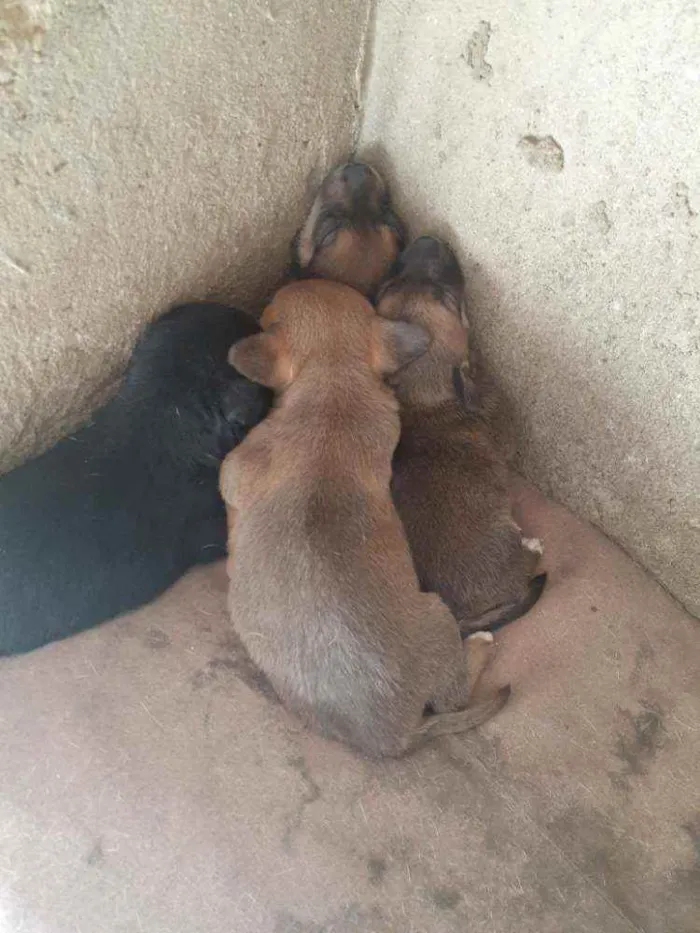 Cachorro ra a Vira lata idade 2 a 6 meses nome Não tem ainda