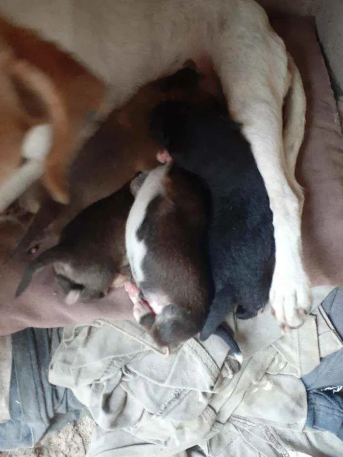 Cachorro ra a Vira lata idade 2 a 6 meses nome Não tem ainda