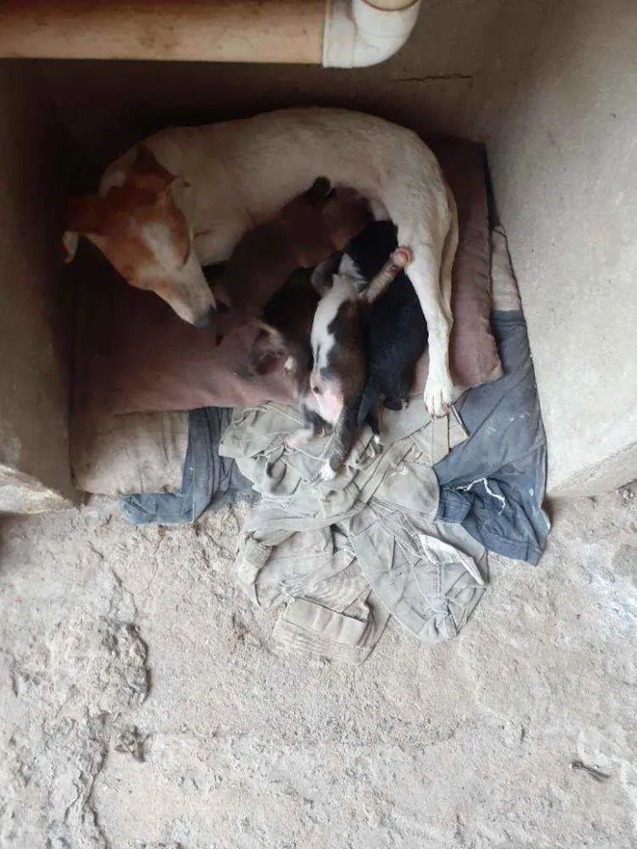 Cachorro ra a Vira lata idade 2 a 6 meses nome Não tem ainda