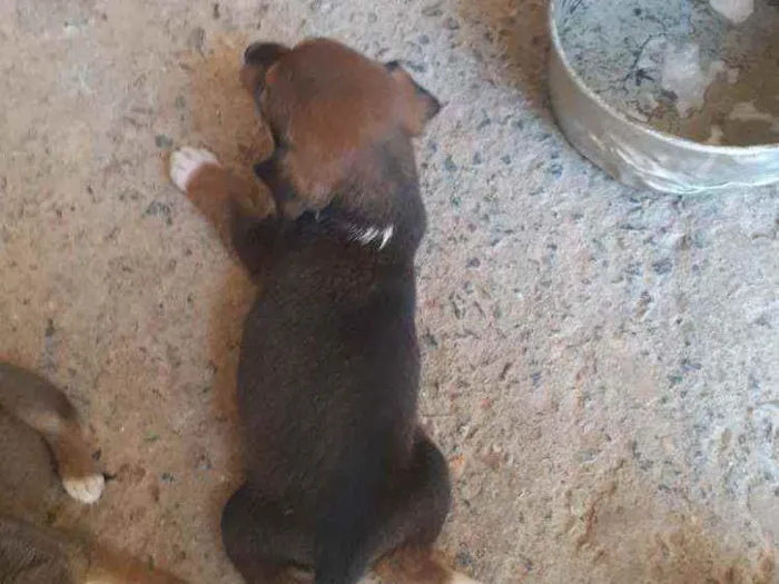Cachorro ra a Vira lata idade 2 a 6 meses nome Não tem ainda