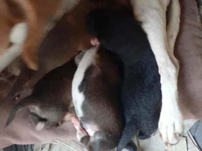 Cachorro ra a Vira lata idade 2 a 6 meses nome Não tem ainda