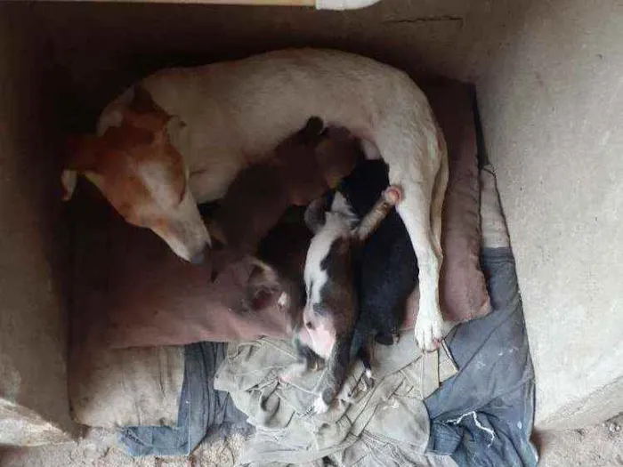 Cachorro ra a Vira lata idade 2 a 6 meses nome Não tem ainda