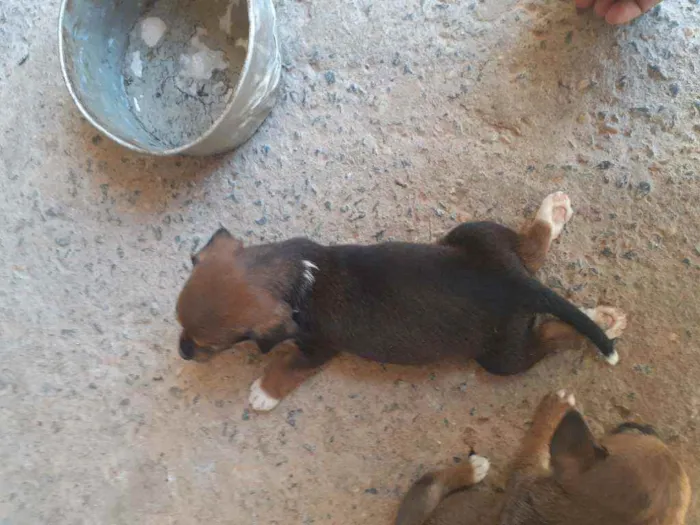 Cachorro ra a Vira lata idade 2 a 6 meses nome Não tem ainda
