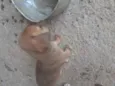 Não tem ainda