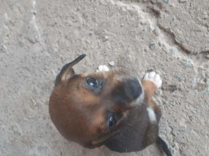 Cachorro ra a Vira lata idade 2 a 6 meses nome Não tem ainda