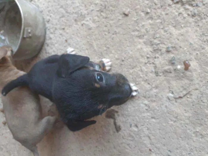Cachorro ra a Vira lata idade 2 a 6 meses nome Não tem ainda