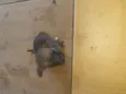 Não tem ainda