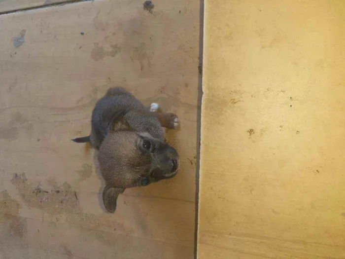 Cachorro ra a Vira lata idade 2 a 6 meses nome Não tem ainda