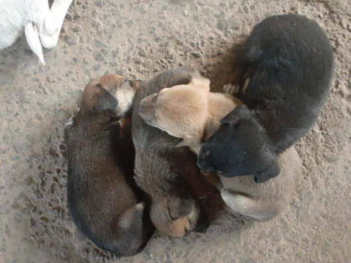 Cachorro ra a Vira lata idade 2 a 6 meses nome Não tem ainda