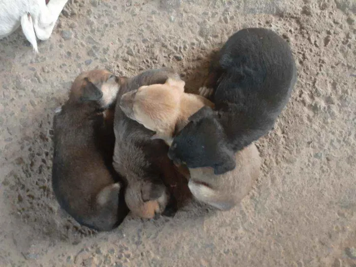 Cachorro ra a Vira lata idade 2 a 6 meses nome Não tem ainda
