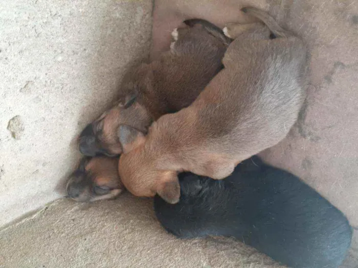 Cachorro ra a Vira lata idade 2 a 6 meses nome Não tem ainda