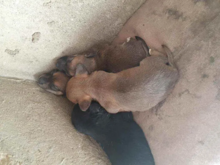 Cachorro ra a Vira lata idade 2 a 6 meses nome Não tem ainda