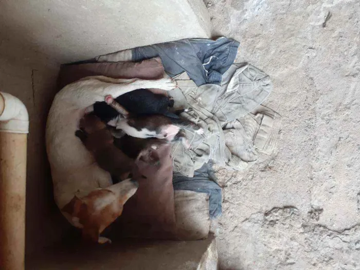 Cachorro ra a Vira lata idade 2 a 6 meses nome Não tem ainda