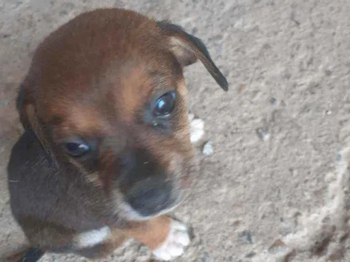 Cachorro ra a Vira lata idade 2 a 6 meses nome Não tem ainda