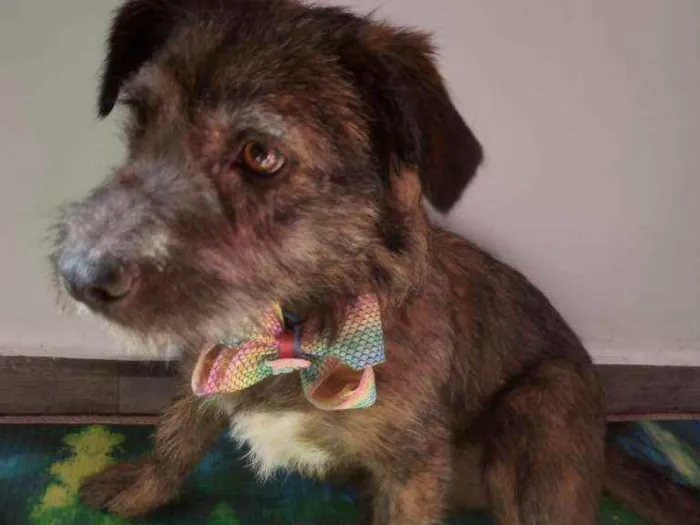 Cachorro ra a SRD idade 2 anos nome Mel
