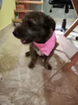 Mel