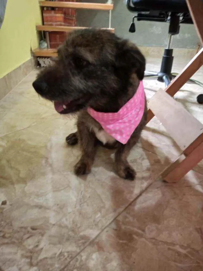 Cachorro ra a SRD idade 2 anos nome Mel