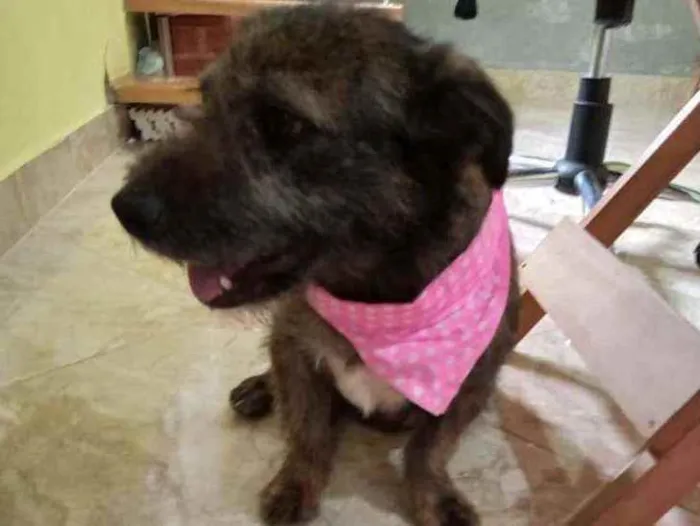 Cachorro ra a SRD idade 2 anos nome Mel