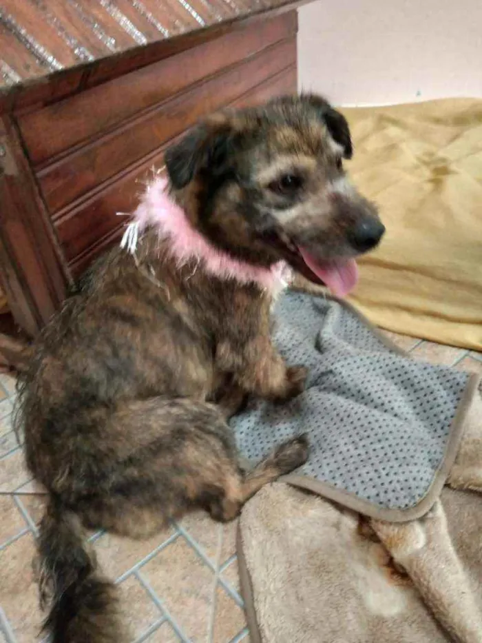 Cachorro ra a SRD idade 2 anos nome Mel