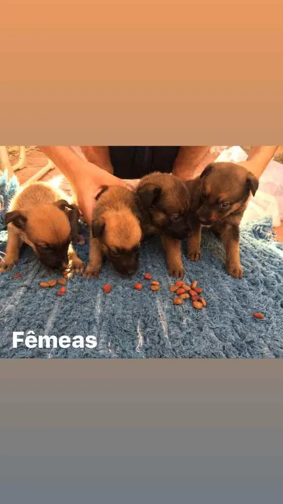 Cachorro ra a Misturado idade 2 a 6 meses nome Escolher