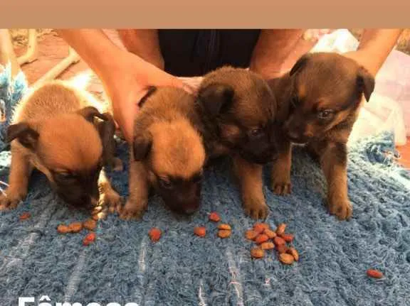 Cachorro ra a Misturado idade 2 a 6 meses nome Escolher