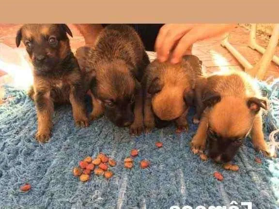 Cachorro ra a Misturado idade 2 a 6 meses nome Escolher