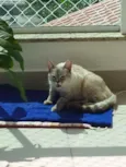 Jasmine