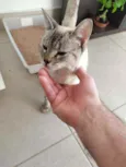 Jasmine