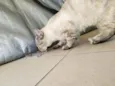 Jasmine