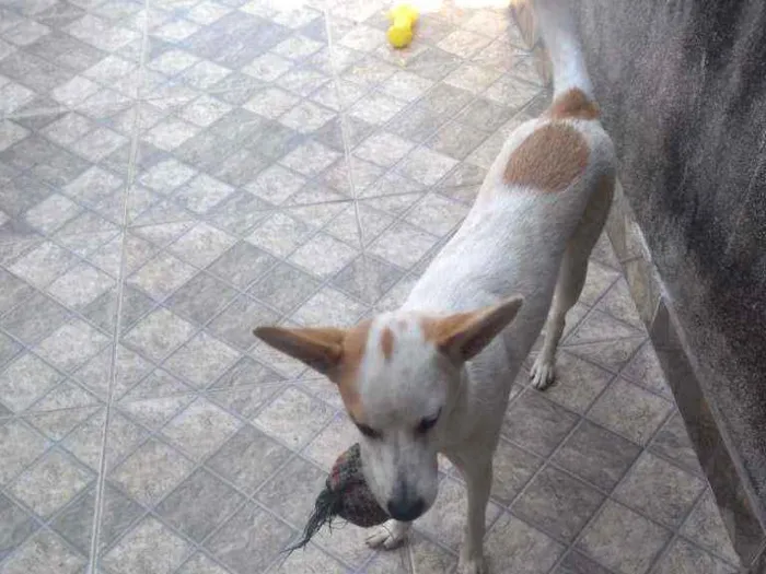 Cachorro ra a Vira lata idade 7 a 11 meses nome Kiara