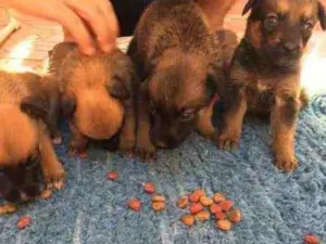 Cachorro raça Misturado idade 2 a 6 meses nome Escolher