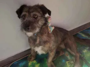 Cachorro raça SRD idade 2 anos nome Mel