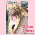 Luana