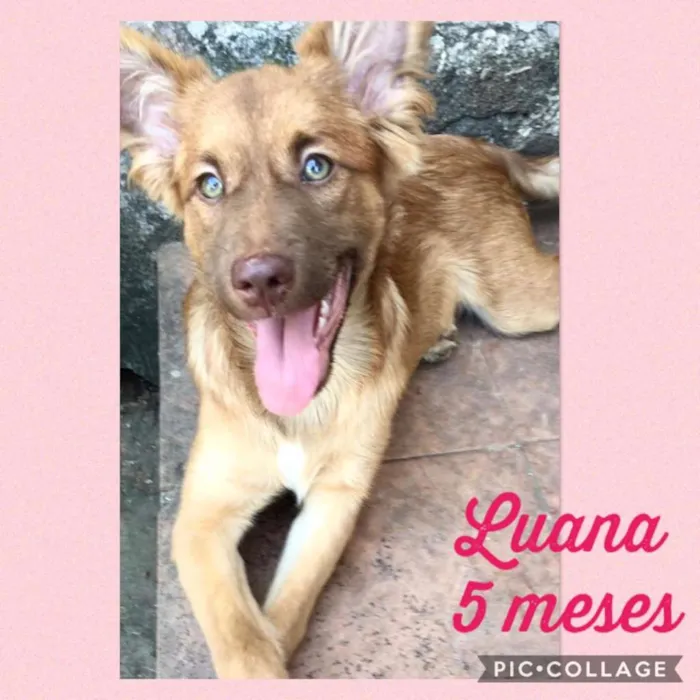 Cachorro ra a SRD-ViraLata idade 2 a 6 meses nome Luana
