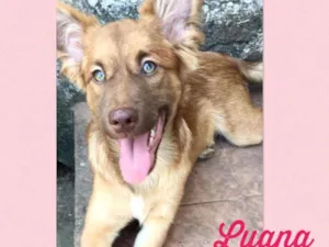 Cachorro raça SRD-ViraLata idade 2 a 6 meses nome Luana