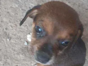 Cachorro raça Vira lata idade 2 a 6 meses nome Não tem ainda