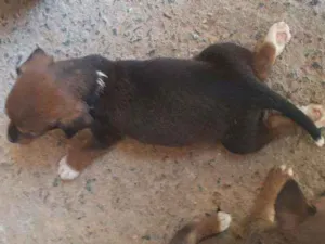Cachorro raça Vira lata idade 2 a 6 meses nome Não tem ainda