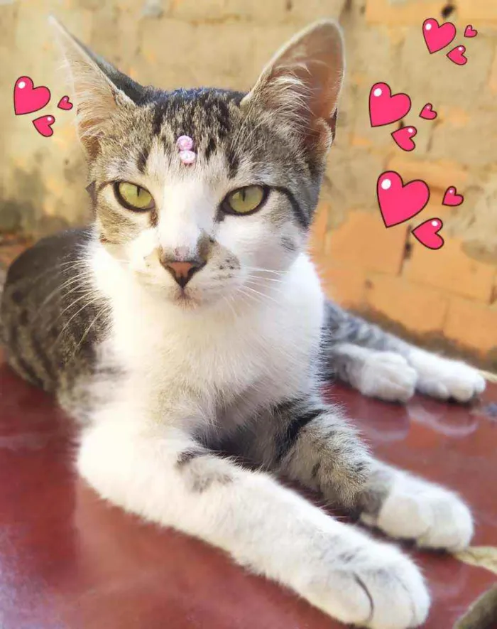 Gato ra a Srd idade 2 a 6 meses nome Melissa