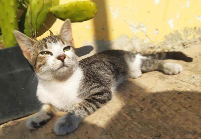 Gato ra a Srd idade 2 a 6 meses nome Melissa