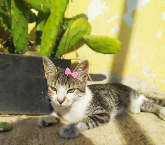 Gato ra a Srd idade 2 a 6 meses nome Melissa