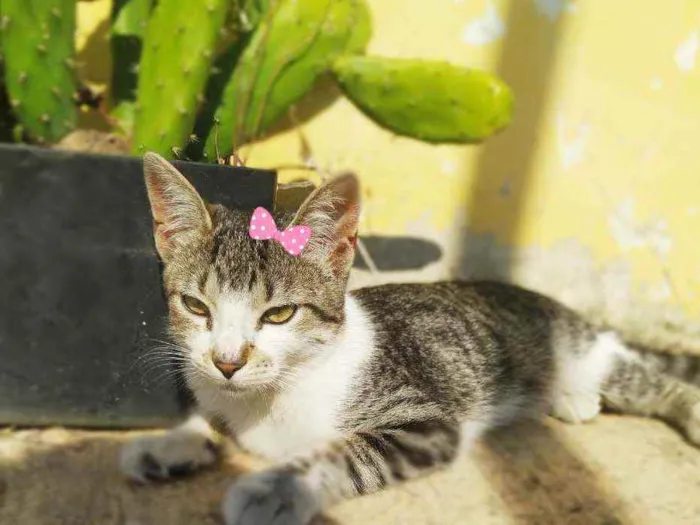 Gato ra a Srd idade 2 a 6 meses nome Melissa