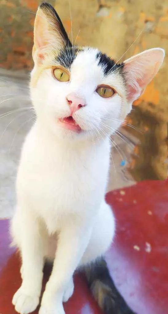 Gato ra a Srd idade 2 a 6 meses nome Sandy