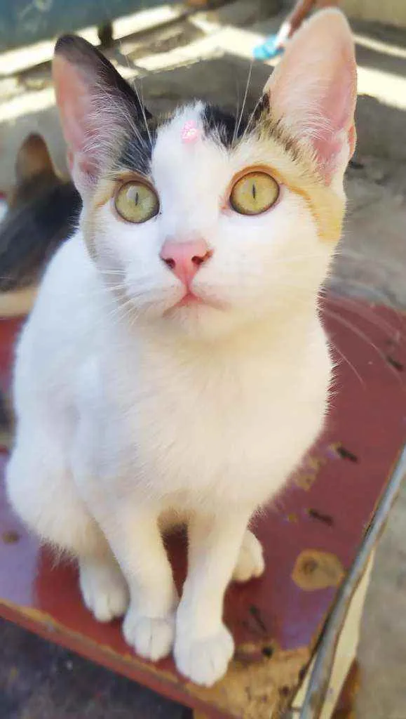 Gato ra a Srd idade 2 a 6 meses nome Sandy